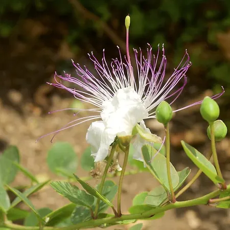 Дом отдыха Le Mannare Case Vacanze *