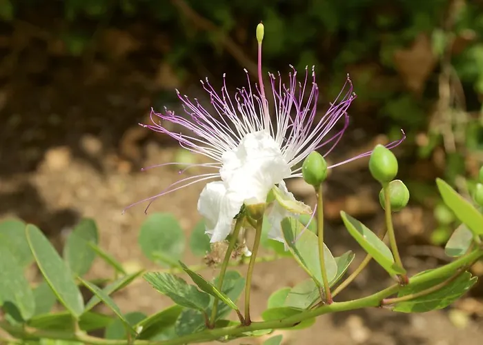 Casa de Férias Le Mannare Vacanze Di Metopa Srl *